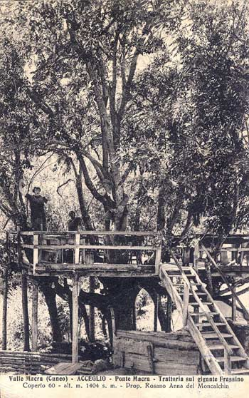 Trattoria di Ponte Maira sul frassino gigante, 1910
Edizioni Fresia - Collezione Roberto Peano Cuneo